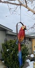 Hanging Whimsical Rustic Metal Swinging Macaw Parrot Tropical Bird On Chain Yard