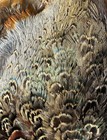 Pheasant Feathers 150 Blue   Rust Loose Hand Selected Flys  Art Crafts 