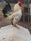 10   Fertile Serama Chicken Hatching Eggs