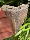 Natural Beautiful 1 93    Megalodon Tooth Fossil Shark Teeth