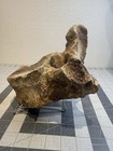 Mammoth Vertebra Fossil