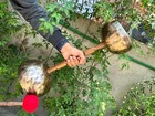6 7 Inches Double Chalice Singing Bowl With Handle -  Sound Energy Healing