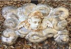 Large 19th Century Italian Carved Wood Angel Plaque- Free Shipping