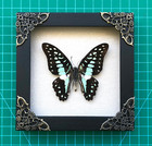 Real Butterfly And Beetle Framed Taxidermy Insect Gothic Decor Birthday Gift