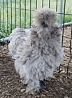 12  Silkie  Satin  Frizzle Show Quality Hatching Eggs  Npip Cert
