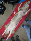 Tanned Coyote With Feet Claws  Winter Fur  Animal Hide