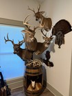 Bourbon Barrel Displays For Taxidermy Mounts