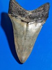 Nice Lower Anterior Megalodon From Nc 3 91
