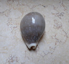 Cypraea Camelopardalis Lareg  F    f    84 1 Mm Very Huge Size Lyncina Sea Shell