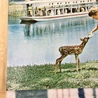 Vintage Silver Springs Florida Wall Art Poster Sign Park Glass Bottom Boat Deer