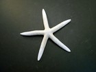 6 Large White Pencil  finger  Starfish 6-8  Beach Wedding Nautical Decor Crafts 
