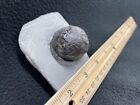 A Crinoid Relation  This Cystoid Crown Hails From Middleport  New York