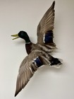 Captive Raised Mallard Duck In Flight Taxidermy On Wall Mount - Vintage Wildlife