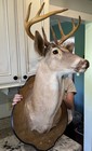 Whitetail Deer Shoulder Mount 8 Point Buck Antlers Rack Taxidermy Great