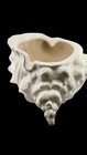 Vintage Large White Ceramic Conch Shell Planter Vase Cache Pot Coastal Decor 14   