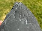 Rare Omnidens Arthropod Appendage Fossil Cambrian Predator Yunnan China
