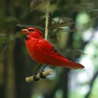 Hand Carved Northern Cardinal Redbird Wooden Cardinal Figurine 4 9  For Hangi   