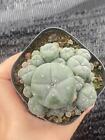 Succulent Cactus Plant Home Potted Garden Decoration Beautiful Cactus Plants 6cm