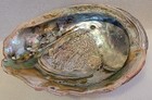 Large Natural Ablone Shell- Red Abalone Iridescent Mother Of Pearl 8   x6   
