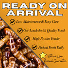 100 Live Superworms - Free Shipping  Bulk  Grown Organic In Texas