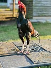 Pakistani Sindhi Chicken Hatching Eggs