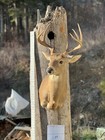 Shoulder Mount   White Tail Deer Real  Antler  Taxidermy Wall Mount
