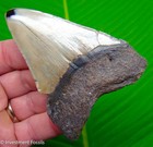 Megalodon Shark Tooth Real Fossil 3 63    No Restorations Sharks Teeth