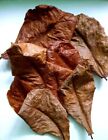 30pcs Indian Almond Leaves Catappa Ketapang Leaf Shrimp Betta Fish Aquarium Care
