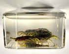 2 9  Real Black Centipede In Clear Lucite Resin Science Education Specimen Block