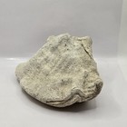 Fossilized Queen Conch Seashell 8  Long By 6  Wide One Of A Kind Find Beautiful 