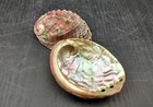 Northern Pinto Abalone Seashell Haliotis Assimilis  2 Shell Approx  2  Inches 