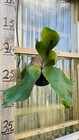 Platycerium Staghorn Fern Neptune  4