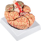 Vevor Human Brain Model Anatomy Teach Brain Model 9 Parts Labeled Life Size