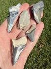 Fossil Bone Valley Megalodon Shark Tooth Lot Group Of Real Shark Teeth Fossils