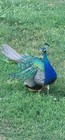 10x Peacock Tail Feathers Natural 3-6ft Long For Craft Art Diy Home Decor  Us