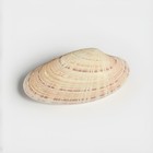 Beautiful 6    Complete Sunray Venus Clam Shell From Sand Dollar Island Beach