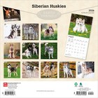 Siberian Huskies   2026 12x24   hanging  Square Wall Calendar   Plastic-free