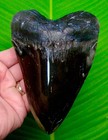 6 00    Megalodon Shark Tooth Huge Size  Real Fossil  W   Display Stand