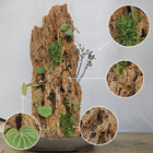 Bonsai Absorbent Natural Stone For Indoor Plants   Garden Decor