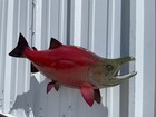 28  Sockeye Salmon Full Mount Replica - Quick Production