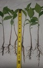 Five Pawpaw  Seedlings Of Different Sizes Between 12 Inches And 2 Feet