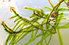 Pk Endlers - Java Moss  vesicularia 