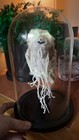 Genuine Shrunken Goat Head