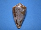 Conus Purpurascens Sowerby I  1833  brownish-purple   42 5mm 
