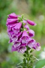 1000 Foxglove Seeds - Heirloom Non-gmo Digitalis Purpurea Herb