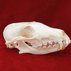 Real Fox 10pcs  set Skull Taxidermy Real Bone Skeleton Halloween Decoration Gift
