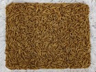 1100 - Live Mealworms