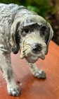 Rosenthal Wirehaired Pointing Griffon Dog Figurine Scarce