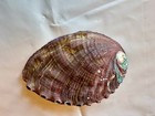 Beautiful Large Abalone Shell Mother Of Pearl Use For Trinkets Or Change Or Ring