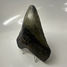 Megalodon Shark Tooth 4 21 Inch - Unique Color - Authentic - Real Fossil 20536